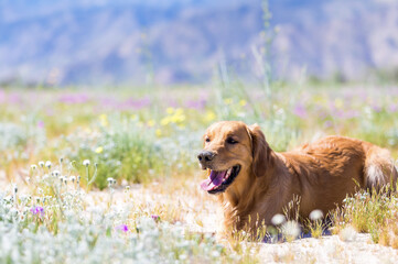 Dog in the flower Fields
