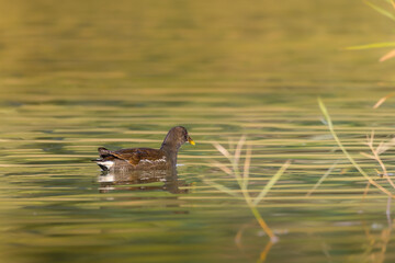 Common Moorhen swimming on the surface of a pond in the morning light