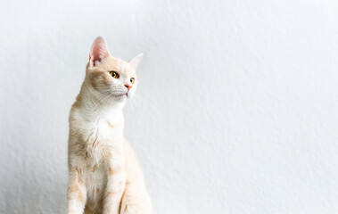 cat on a white background