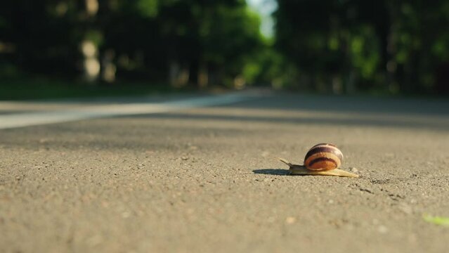 Small snail slowly crawls on sidewalk. Crustacean land animal with shell crossing the pavement, cute mollusk moving across the road