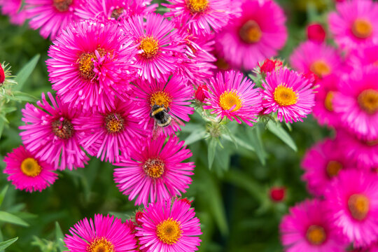 a bumblebee on a pink flower collects pollen