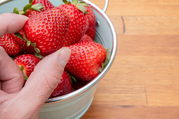 Fresh organic strawberries just picked from the garden in within a beautiful vintage pastel light blue font.