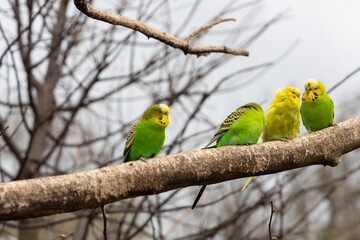 Budgies eat and cuddle in a small animal park .
