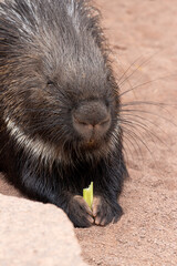a cute porcupine is calmly his food ....