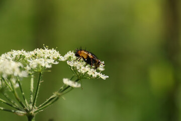 Tachinaire h&eacute;rissonne (Tachina fera)
Tachina fera on an unidentified flower or plant