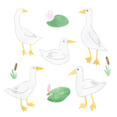 Watercolor set of elements for pattern design, watercolor illustration of a funny geese. Cartoon drawing.
