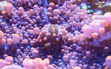 wundersch&ouml;nes Farbspiel einer Scheibenanemone