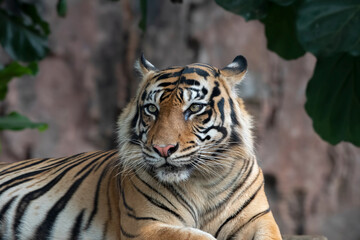 Close-up photo of a tiger 