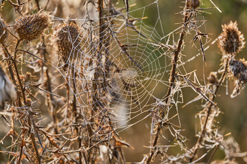 Cobweb with small drops of dew on a dried plant Dipsacus laciniatus. Atmospheric autumn background