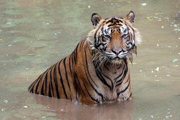 Close-up photo of a tiger 