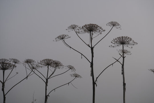 Dark silhouettes of dry Heracleum sosnowskyi (Sosnowsky's hogweed) in thick, autumn fog