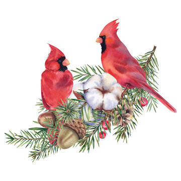 Cardinal bird on a fir branch with cones, acorns, cotton and mistletoe. Christmas tree. Coniferous trees, pine. Watercolor illustration. Holidays. Christmas and New Year.