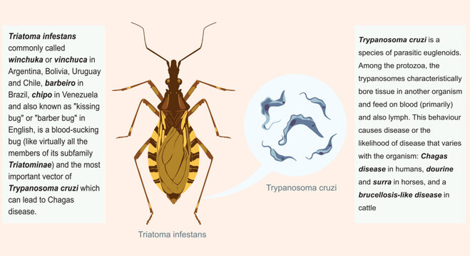 Triatoma infestans known as winchuka,vinchuca,barbeiro,chipo,kissing bug or barber bug vector of Trypanosoma cruzi parasitic euglenoids causes Chagas disease ,dourine ,surra,brucellosis-like disease .