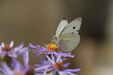 Piéride de la rave (Pieris rapae)
Pieris rapae on an unidentified flower or plant