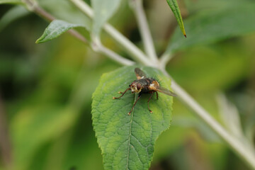 Tachinaire hérissonne (Tachina fera)
Tachina fera on an unidentified flower or plant
