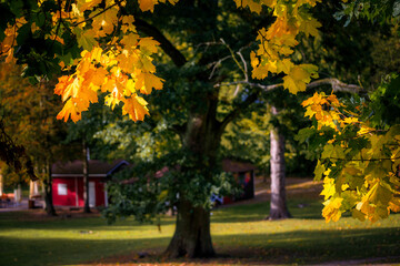 Beautiful yellow leaves on the tree in autumn, Poland