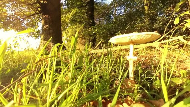 gro&szlig;er brauner Pilz am Waldrand im Sonnenschein, Moos, Gras, Sonnenstrahlen, Licht