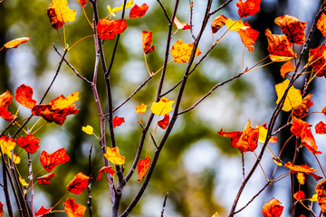 Colorful leaves in forest. Colorful leaves in autumn. HDR Image (High Dynamic Range).