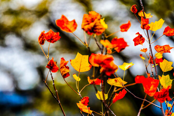 Colorful leaves in forest. Colorful leaves in autumn. HDR Image (High Dynamic Range).