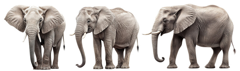 Set of elephants cut out