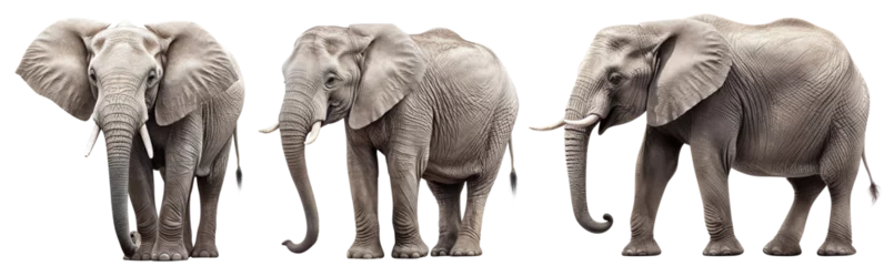 Foto auf Alu-Dibond Set of elephants cut out © Yeti Studio