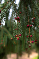 red buds of the spruce tree in spring on the mountains.