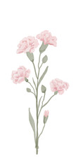 Watercolor pink carnation flower isolated on white background
