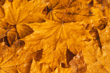 Background of dry yellow maple leaves with water drops.