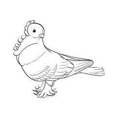 Line Art of an Oriental Frill Pigeon