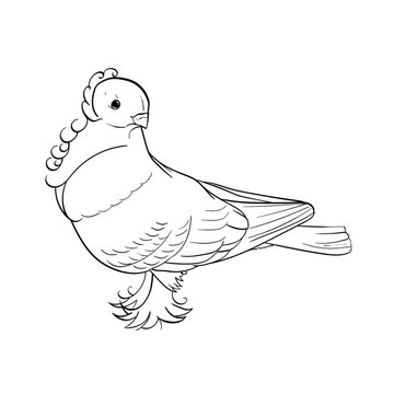Line Art of an Oriental Frill Pigeon