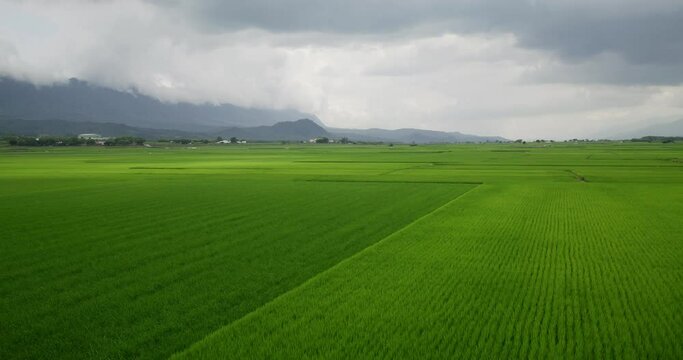 Taiwan Taitung chishang paddy rice field