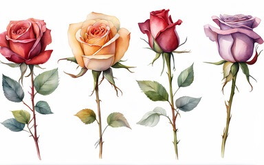 Set of four different colors roses on white background, watercolor illustration.