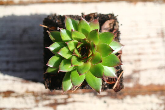 rojnik Sempervivum reinhard