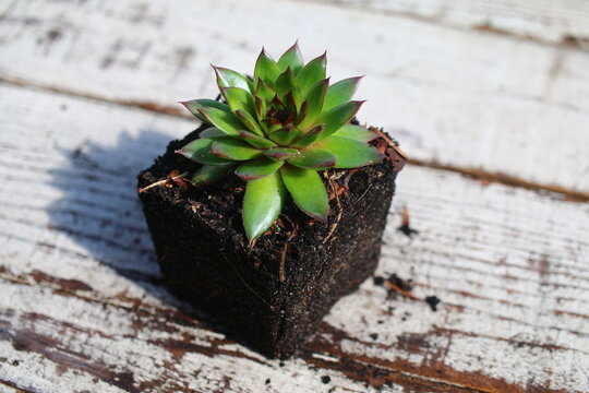 rojnik Sempervivum reinhard