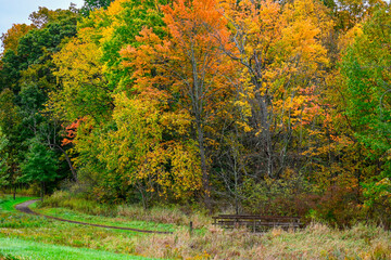 Fototapeta premium autumn trees in the park