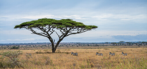 Zebras under Acacia Tree in Serengeti National Park, Tanzania