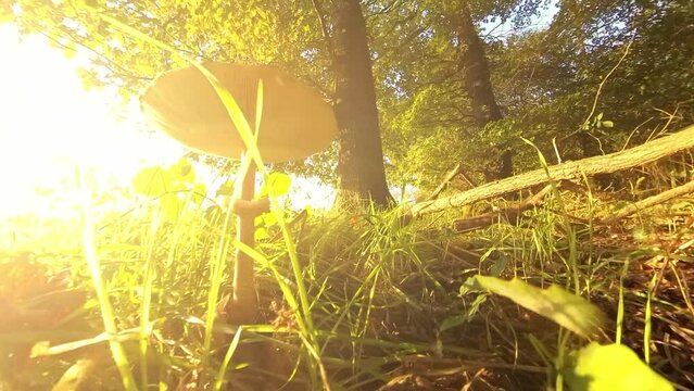 gro&szlig;er brauner Pilz am Waldrand im Sonnenschein, Moos, Gras, Sonnenstrahlen