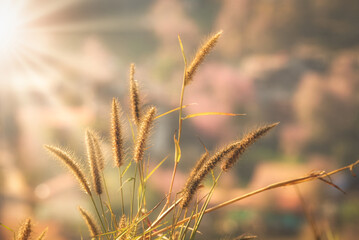 The beauty of grass flowers at sunset