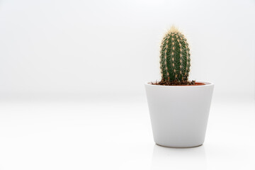 Wunderbarer Kaktus im Studio vor weissen Hintergrund