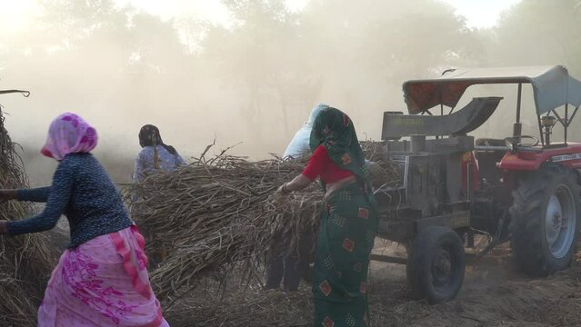 Indian farmers working at thresher machine, Thresher machine threshing the pearl millet crop flowing away the bajra straw which will be later use for animals feed