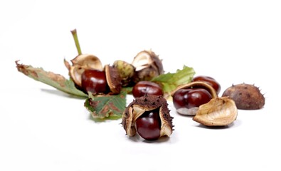 Kastanien Aesculus