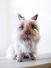 A fluffy purebred Lionhead rabbit sitting and looking at the camera