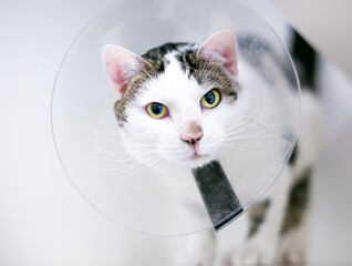 A tabby and white shorthair cat wearing a protective Elizabethan collar as it heals from a surgery