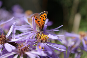 Cuivré commun --- Bronzé (Lycaena phlaeas)
Lycaena phlaeas on an unidentified flower or plant