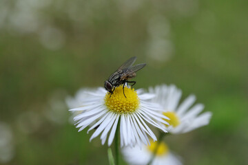 Mouche faciale (Musca autumnalis)
Musca autumnalis on an unidentified flower or plant