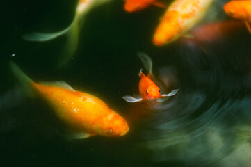 goldfish in the water