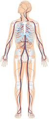 Grafik der Anatomie des Menschen - Skelett und Blutgefäße Blutgefäßsystem mit Herz - Lungenkreislauf und Körperkreislauf - obrazy, fototapety, plakaty