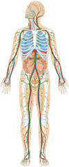 Grafik der Anatomie des Menschen - Verdauungsorgane, Atmungsorgane, Lymphsystem, Skelett und Blutgefäße Blutgefäßsystem mit Herz - Lungenkreislauf und Körperkreislauf