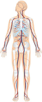 Grafik der Anatomie des Menschen - Skelett und Blutgefäße Blutgefäßsystem mit Herz - Lungenkreislauf und Körperkreislauf