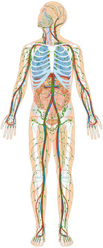 Grafik der Anatomie des Menschen - Verdauungsorgane, Atmungsorgane, Lymphsystem, Skelett und Blutgefäße Blutgefäßsystem mit Herz - Lungenkreislauf und Körperkreislauf